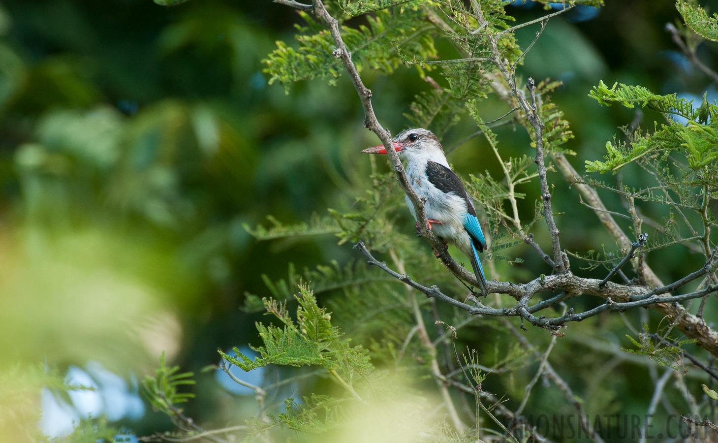 Halcyon albiventris [550 mm, 1/400 sec at f / 8.0, ISO 1600]